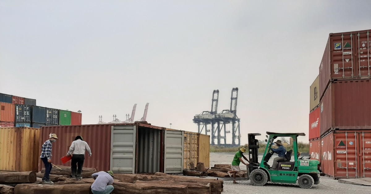 50 container gỗ quý bị bắt ở Sài Gòn